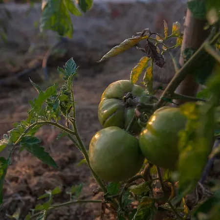 Pyleanblue ヴィラ