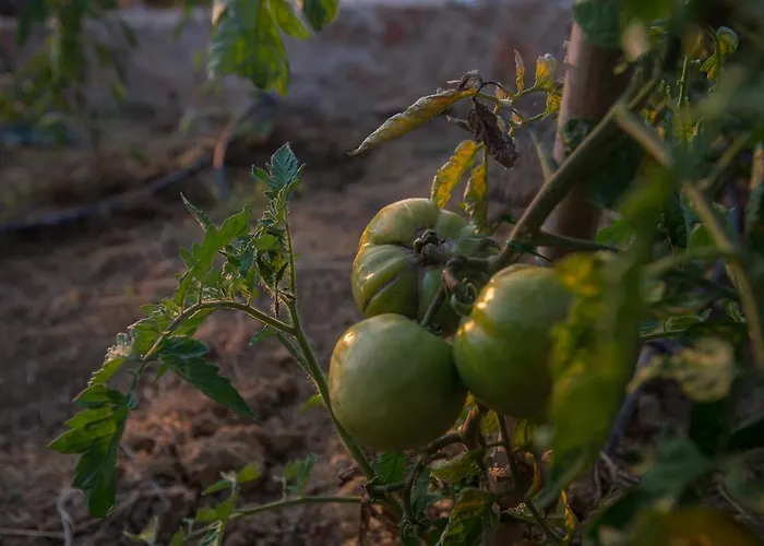 Pyleanblue Вилла